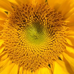 Meet your Posher, Tanisha